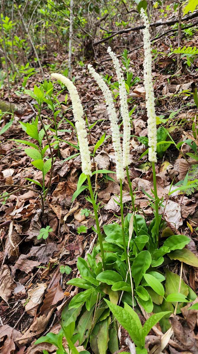 <p>A perennial plant recognized for its unique flowers and pointed leaves, growing in moist areas. Chamaelirium luteum, white, not the purple one.</p>