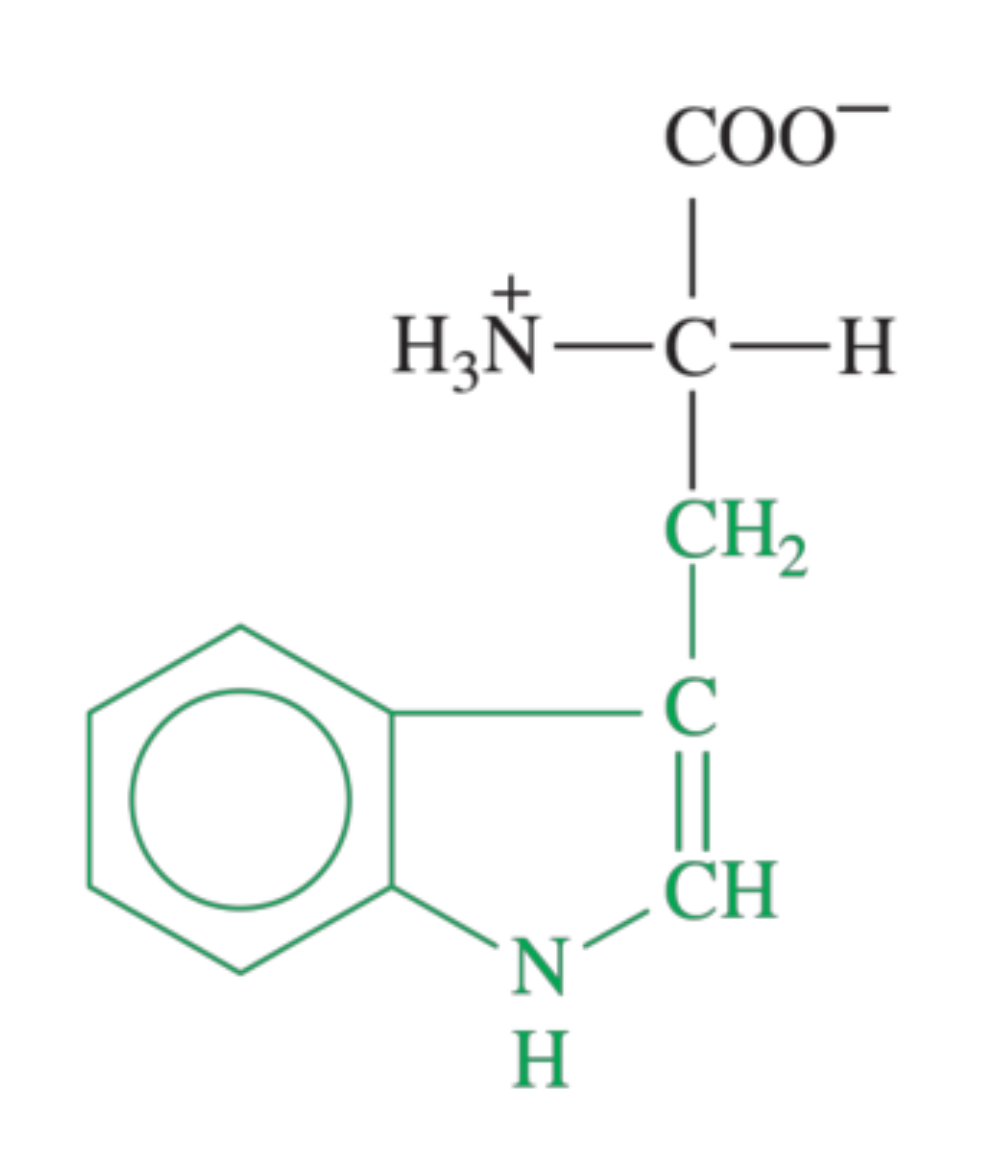 <p>What amino acid is shown in the image?</p>