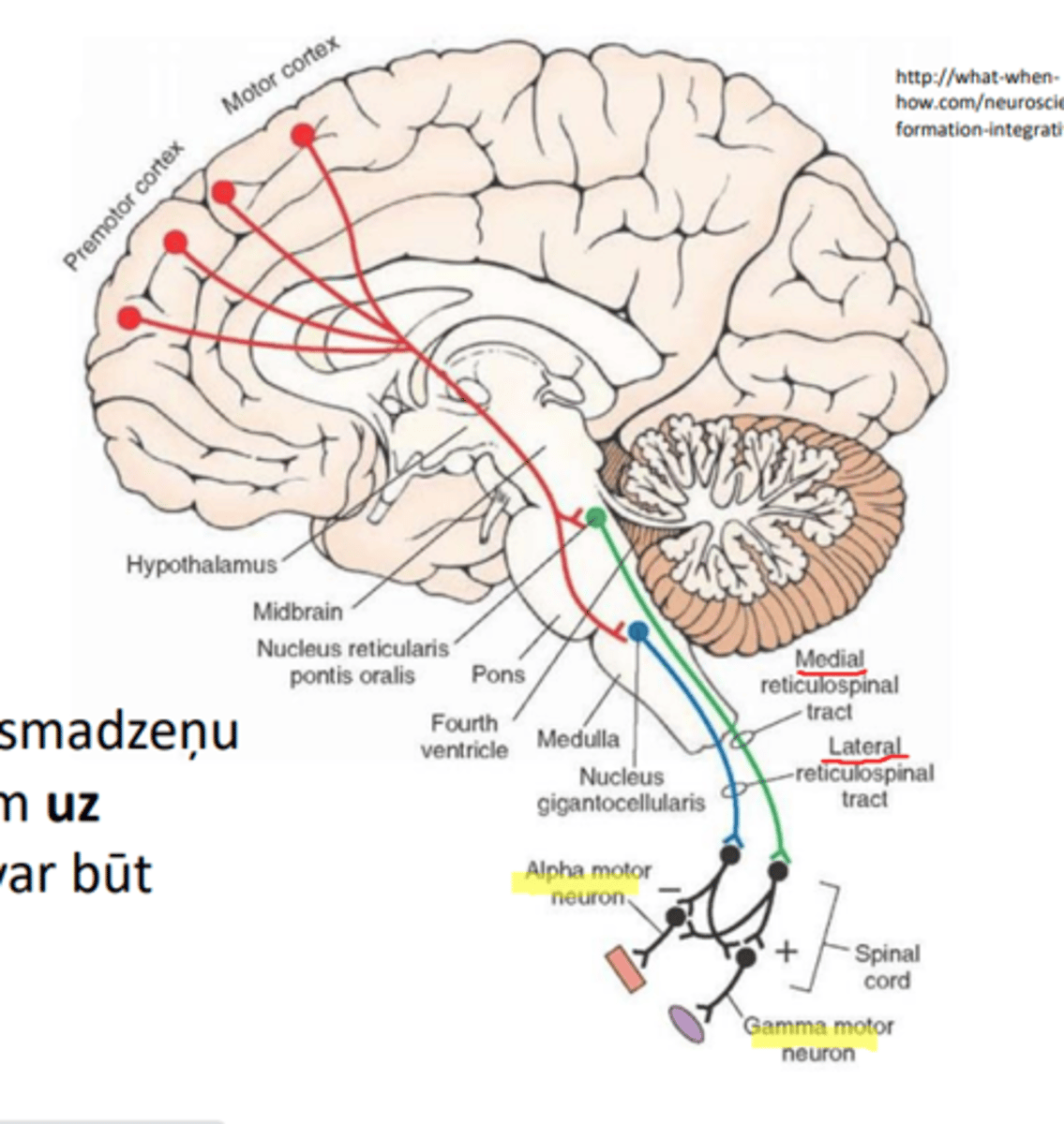 <p>• gan aktivējoša, (+)</p><p>• gan inhibējoša. (-)</p>