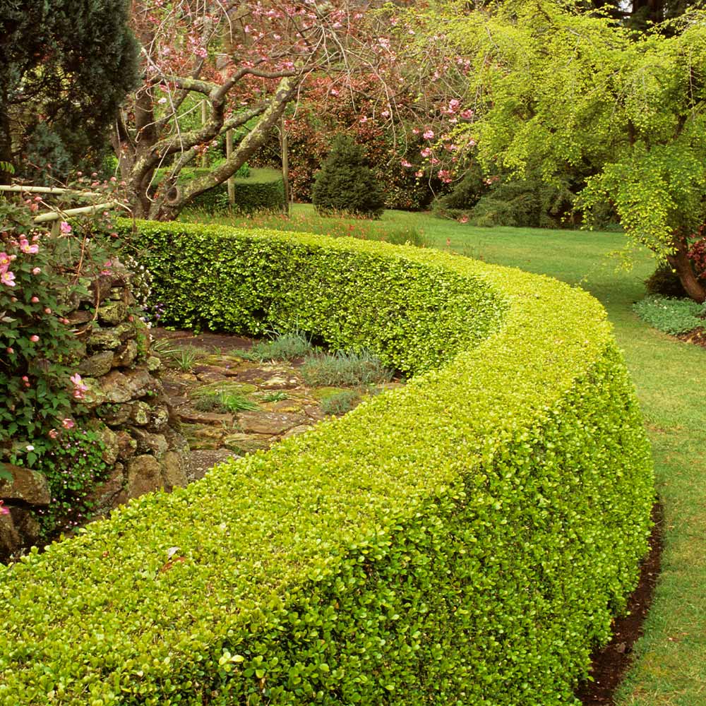 <p><img src="https://www.treehelp.com/cdn/shop/products/Buxus_sempervirens_Green_or_Common_Boxwood_Seeds__64748.jpg?v=1663052119" alt="Buy Buxus sempervirens: Green or Common Boxwood Seeds Online in USA, Buxus  sempervirens: Green or Common Boxwood Seeds Price- TreeHelp.com"></p>