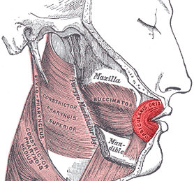 <p>Orbicularis Oris</p>