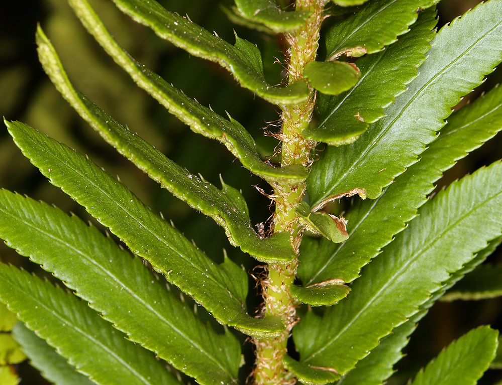 <p>Sword fern</p>
