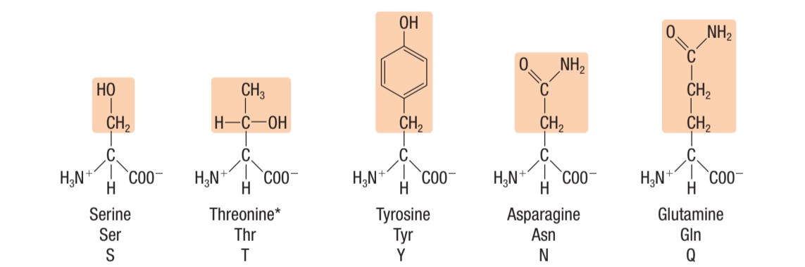 <p>Identify this type of amino acid </p>