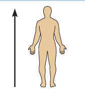 <p>Superior</p>