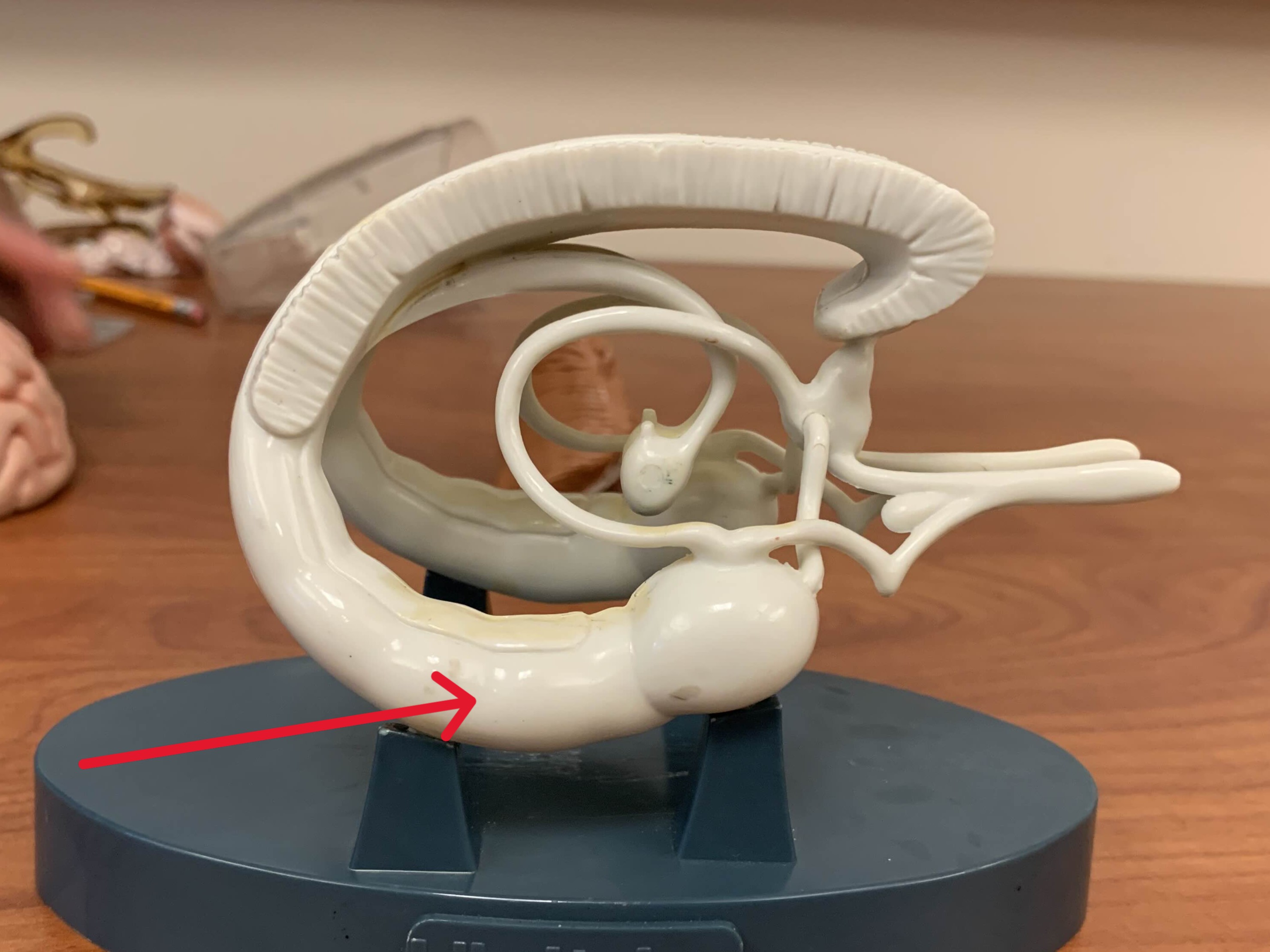 <p>Which part of the brain is:</p><ul><li><p>Under hippocampus and above parahippocampal gyrus</p></li></ul><p></p>