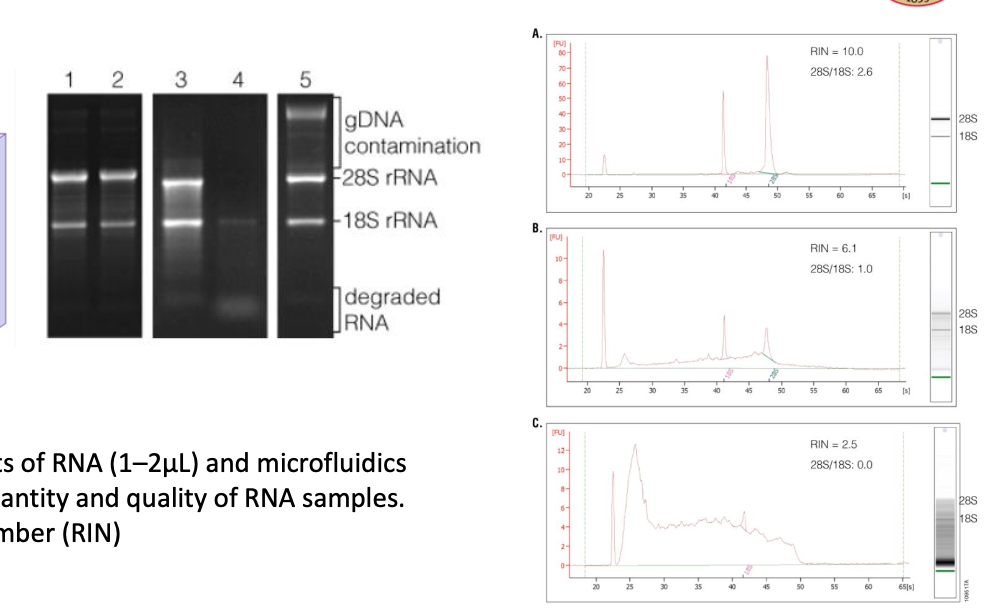 <p>can be visualized on a gel and using bioanalyzers</p><p>RNA integrity number (RIN): 2.5 means really degraded</p><p></p>