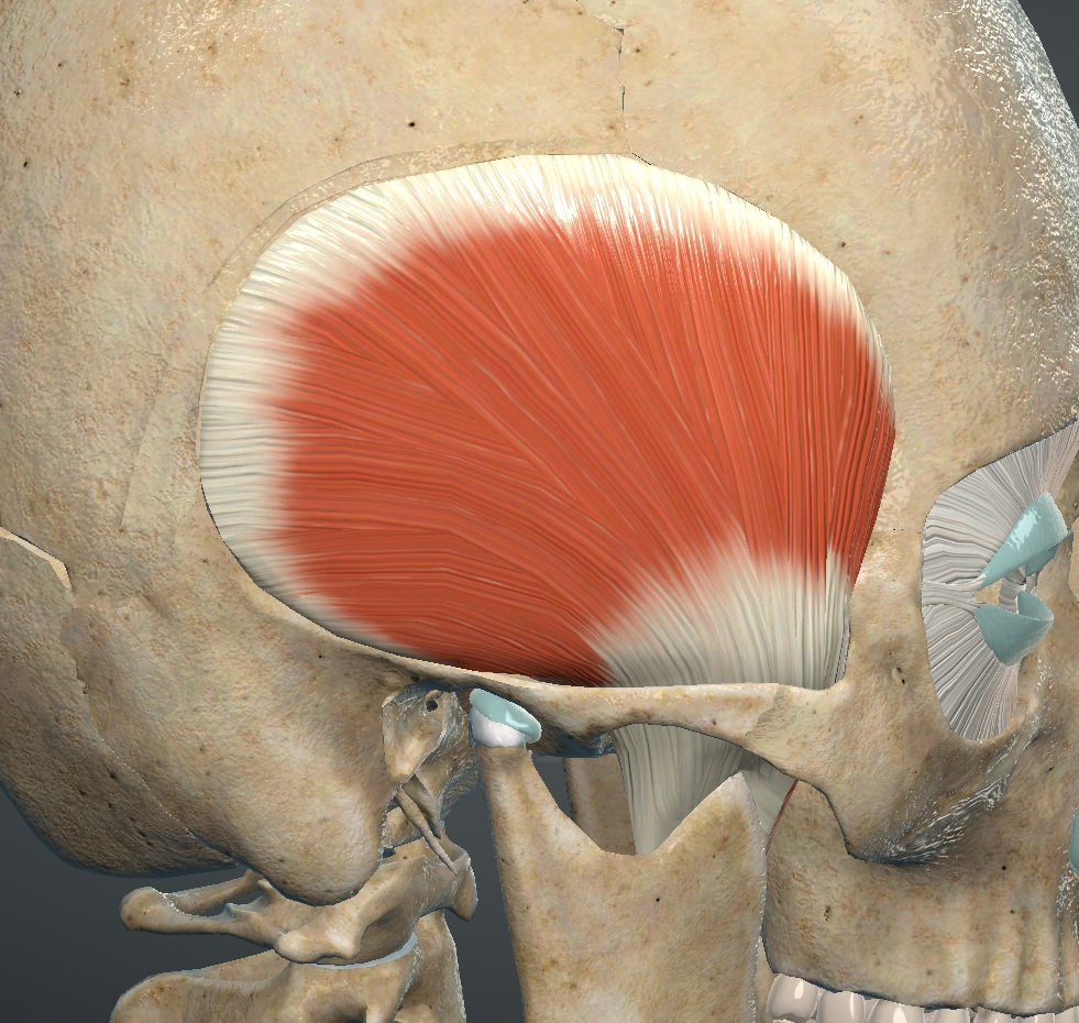 <p>What muscle is this?</p>