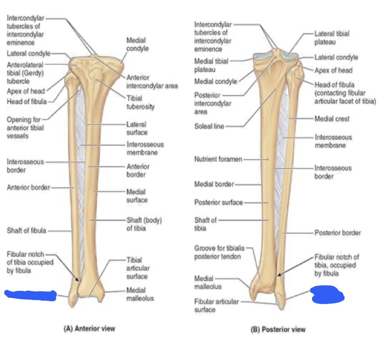<p>fibula: </p>