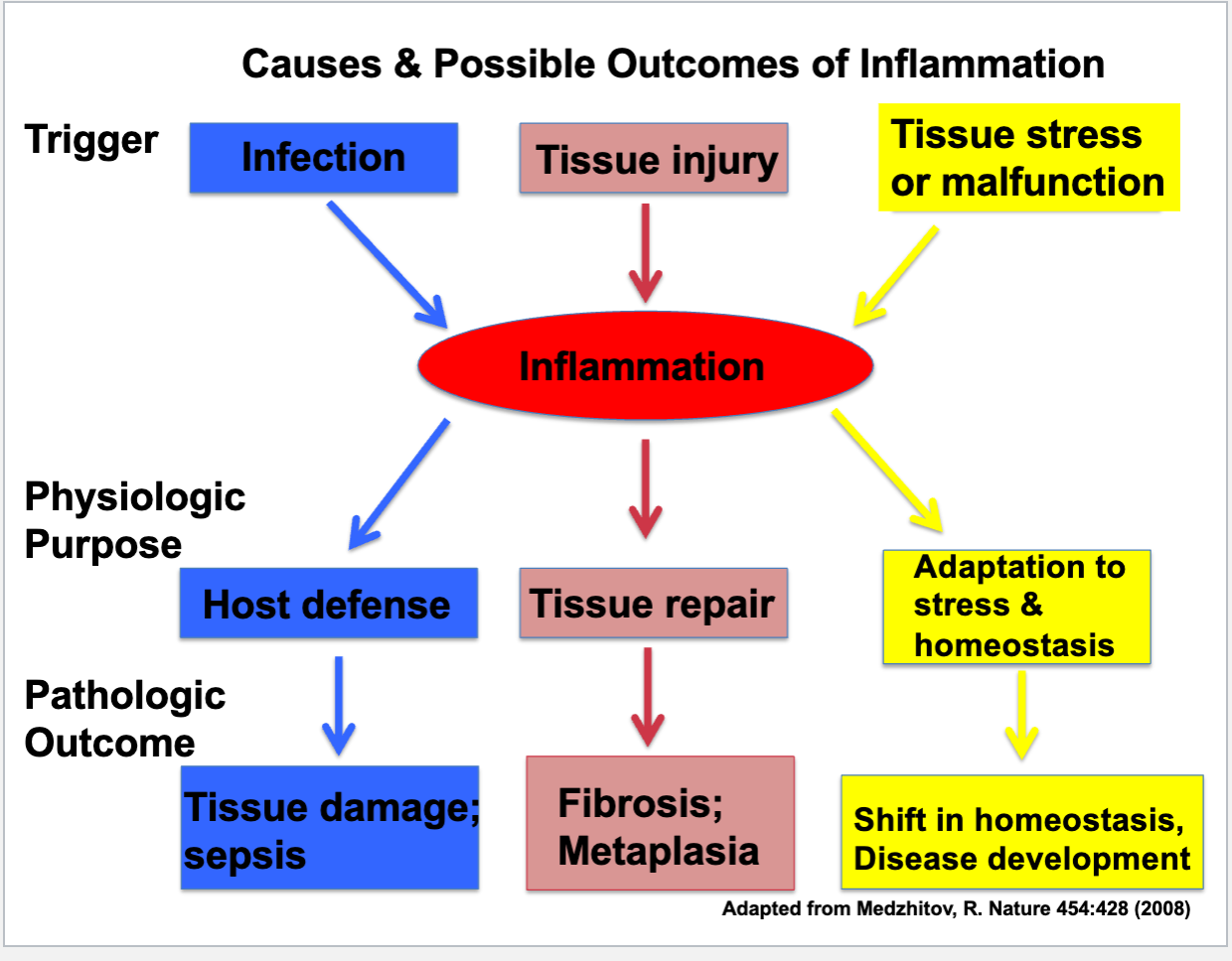 <p>Causes of inflammation</p>