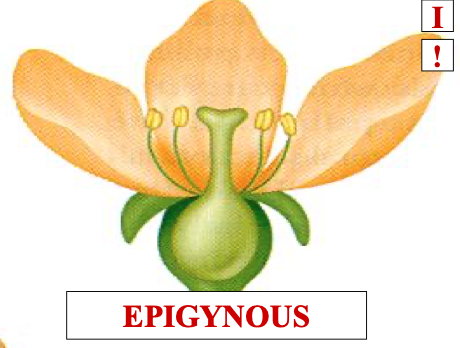 <p>epigynous means a … ovary and the whorls meet … the ovary</p>