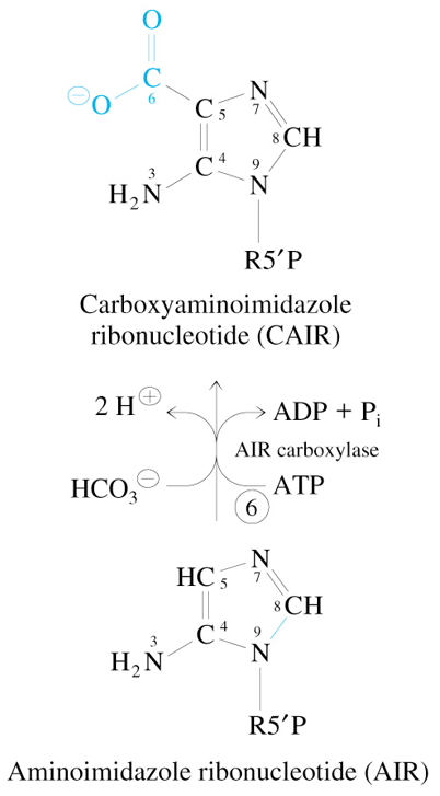 <p>AIR + <span style="color: #fa6eff">ATP</span> + HCO<sub>3</sub><sup>-</sup></p><p><span style="color: rgb(122, 198, 255)">—AIR Carboxylase→</span></p><p>CAIR + ADP + P<sub>i</sub> + 2 H<sup>+</sup></p>