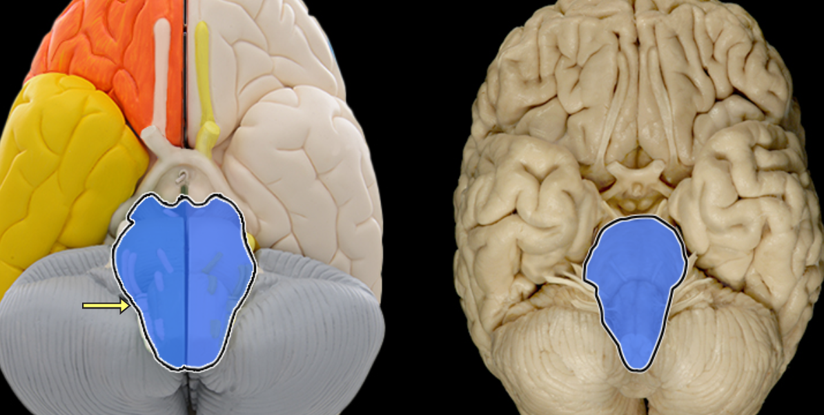 <p>Brainstem</p>