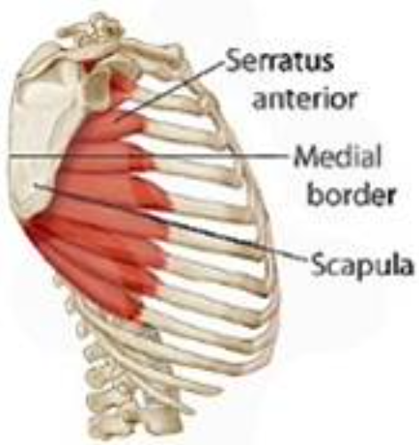 * Exact role in inspiration debated
* Some evidence that if scapula is fixed, can pull ribs up and out
* If so, inc. M-L dimension of thorax
* **Long thoracic nerve (C5-C7)**