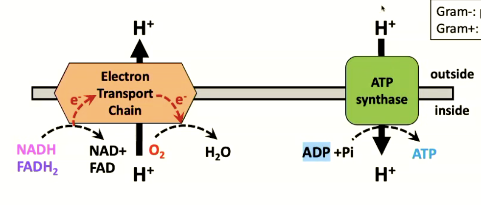 <ol><li><p>oxidation of NADH (or FADH2) = electron source that provides reducing power</p></li><li><p>electron accepted by O2 (terminal electron acceptor) to form water</p></li><li><p>proton gradient generated</p></li></ol><p></p><p>ATP synthase then uses the proton motive force generated by ETC to make ATP</p><p></p>