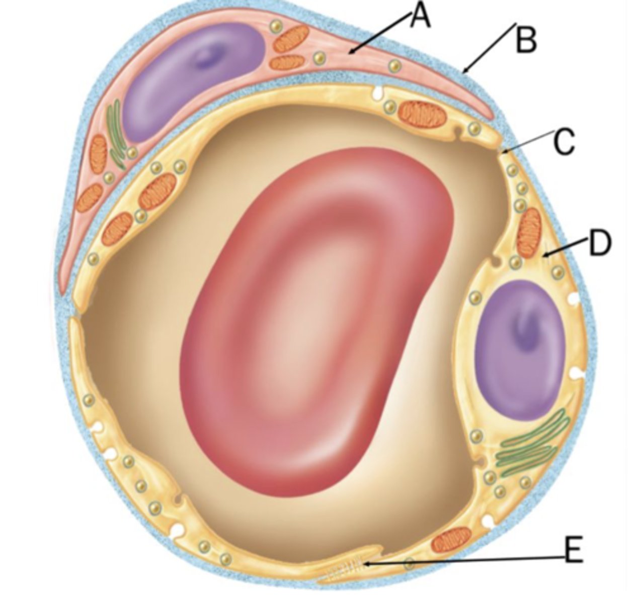 <p>Intercellular cleft</p>