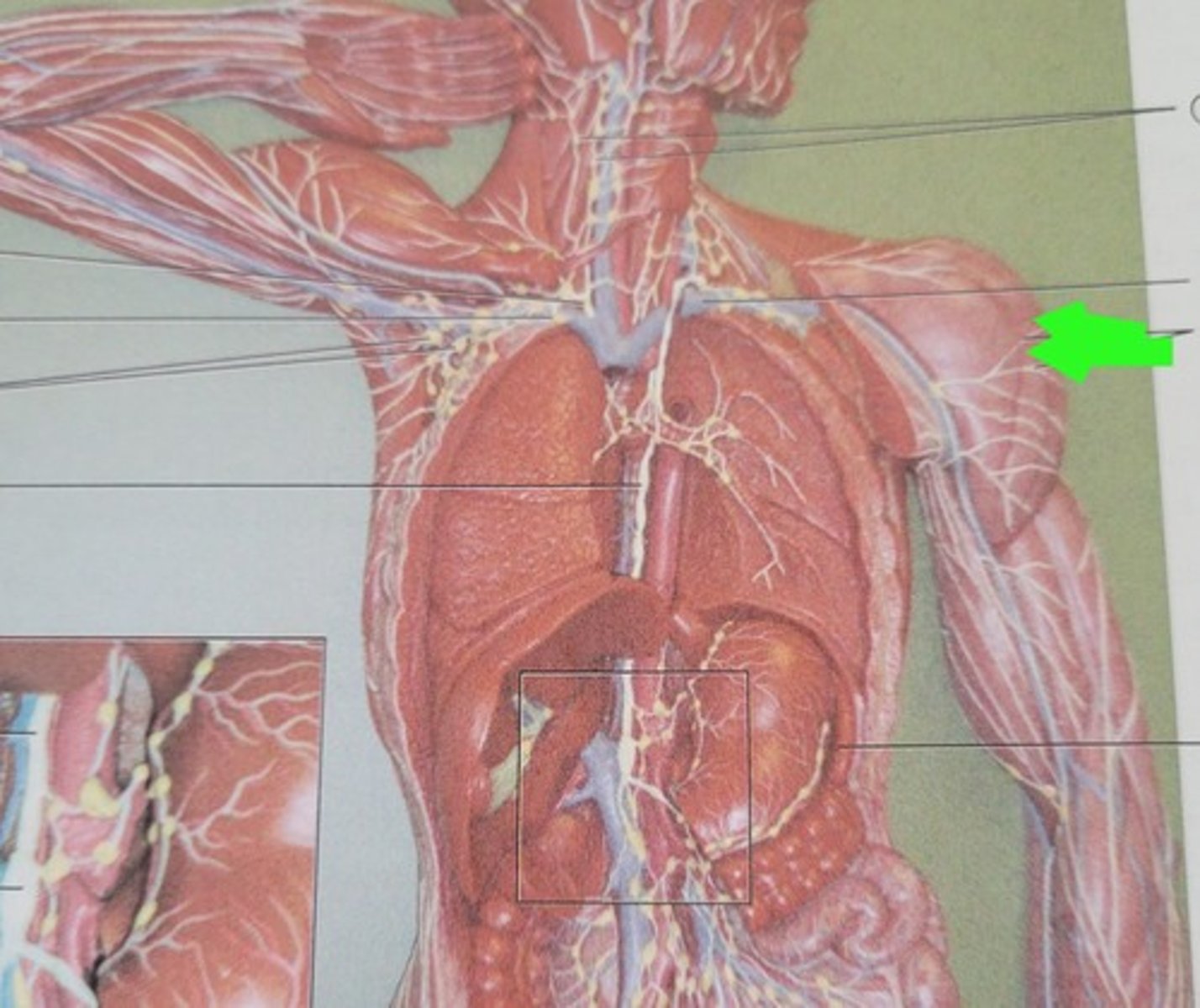 knowt flashcard image