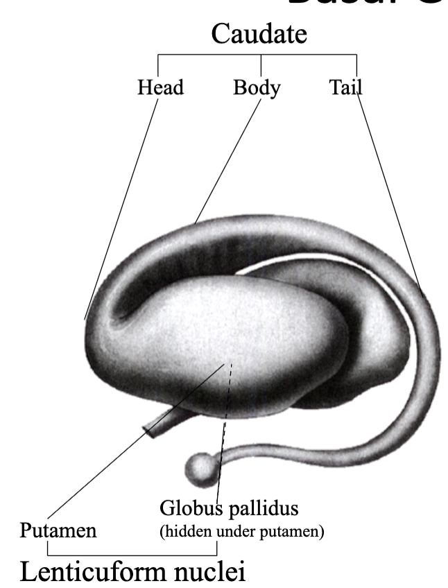 <ul><li><p>Caudate</p></li><li><p>Putamen</p></li><li><p>Globus pallidus</p></li></ul><p></p>