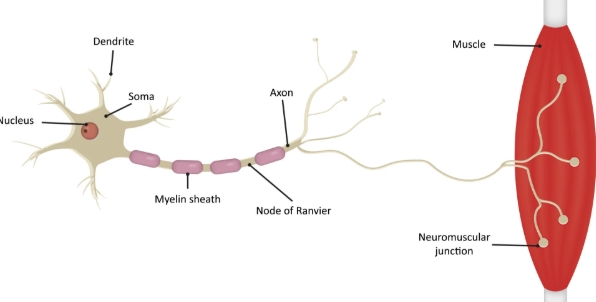 <p>output region</p>