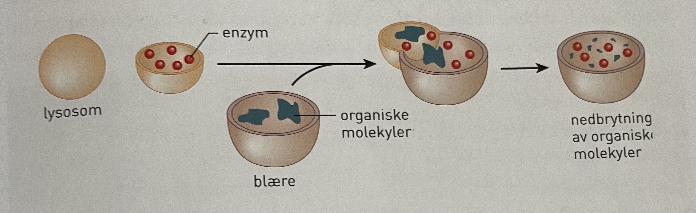 <p>hovedsakelig i dyreceller, protister og noen planter, renholdsverk, pH 5</p><ul><li><p>består av enkelmembran og ca 50 ulike enzymer, lysozym (ødelegger cellevegg til bakterier), som produseres i ru ER og bearbeides i golgi</p></li></ul><ul><li><p>bryter ned store molekyler, næringsstoffer, (når hvite blodceller spiser) bakterier, og ødelagte organeller i autofagi (selvspising)</p></li><li><p>bryter ned bestemte celler i fosterutviklingen</p></li><li><p>sørger for celledød når cellen må erstattes</p></li><li><p>molekylene samles i blærer som (eller vakouler) smelter med lysosomet og brytes ned til mindre molekyler som kan gjenbrukes i oppbygning av cellen</p></li></ul><p></p>