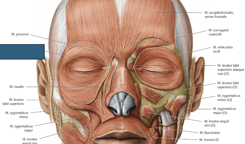 <p>m. levator labii superioris alaque nasi → tõstab ülemist huult</p>