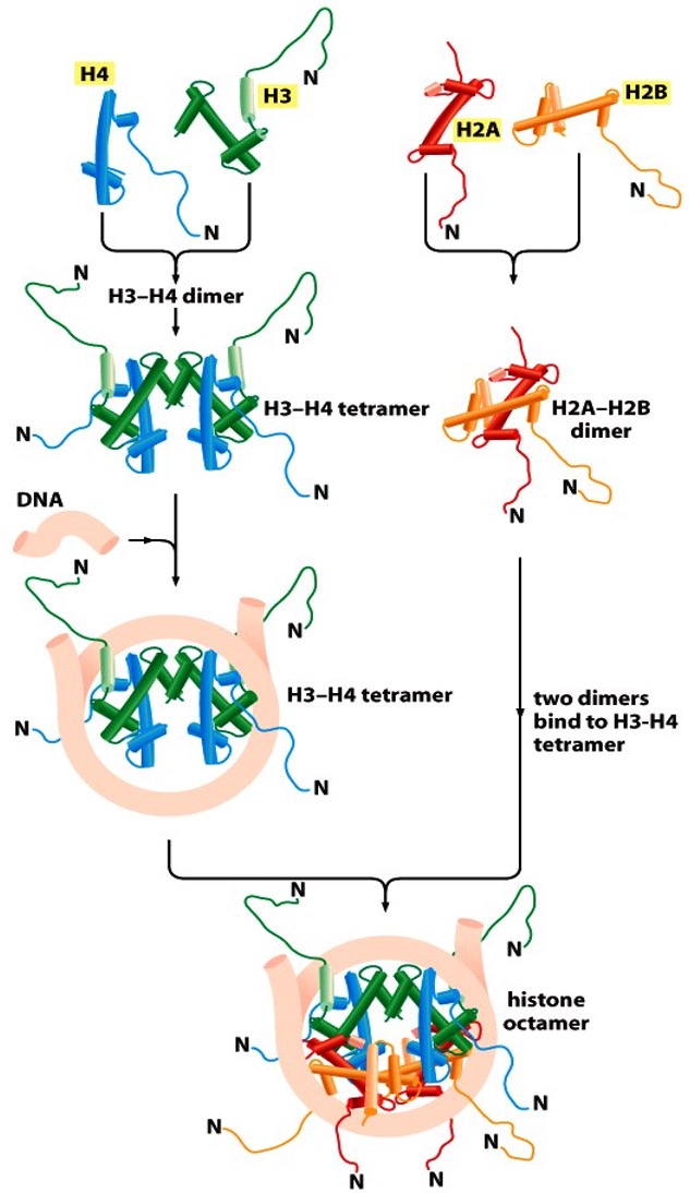 <ol><li><p>H3-H4 dimer tetramizes without DNA. </p></li><li><p>DNA wraps around the H3-H4 tetramer. </p></li><li><p>Two H2A-H2B dimers are formed </p></li><li><p>The two H2A-H2B dimers are inserted into the already bound H3-H4-DNA complex to form an octameric nucleosome. </p></li></ol><p></p>