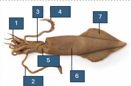 <p>Label the features of a squid on the diagram from their numbers.</p>