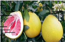 <ul><li><p>china, vietnam</p></li><li><p>fruit, yams, tea</p></li><li><p>cosmethics </p></li></ul><p></p>