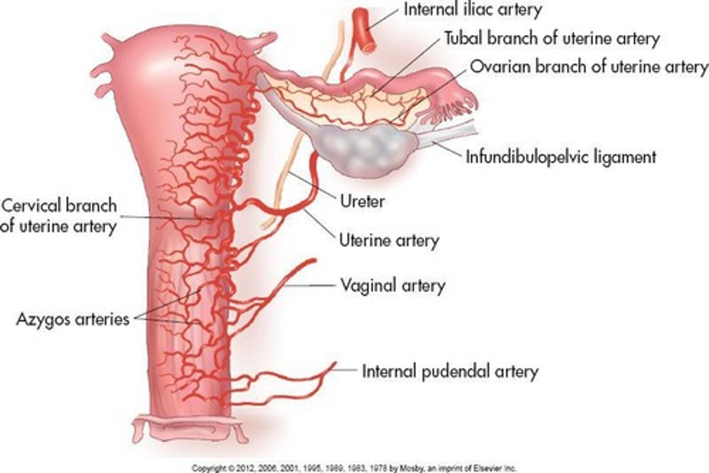<p>Tubes that carry urine from the kidneys to the bladder.</p>