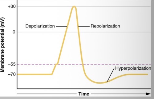 <p>Explain the process of depolarisation into repolarisation into hyper polarisation then returning to rest</p>