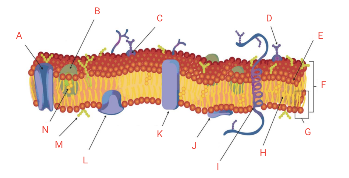<p>identify the structure ‘E’</p>