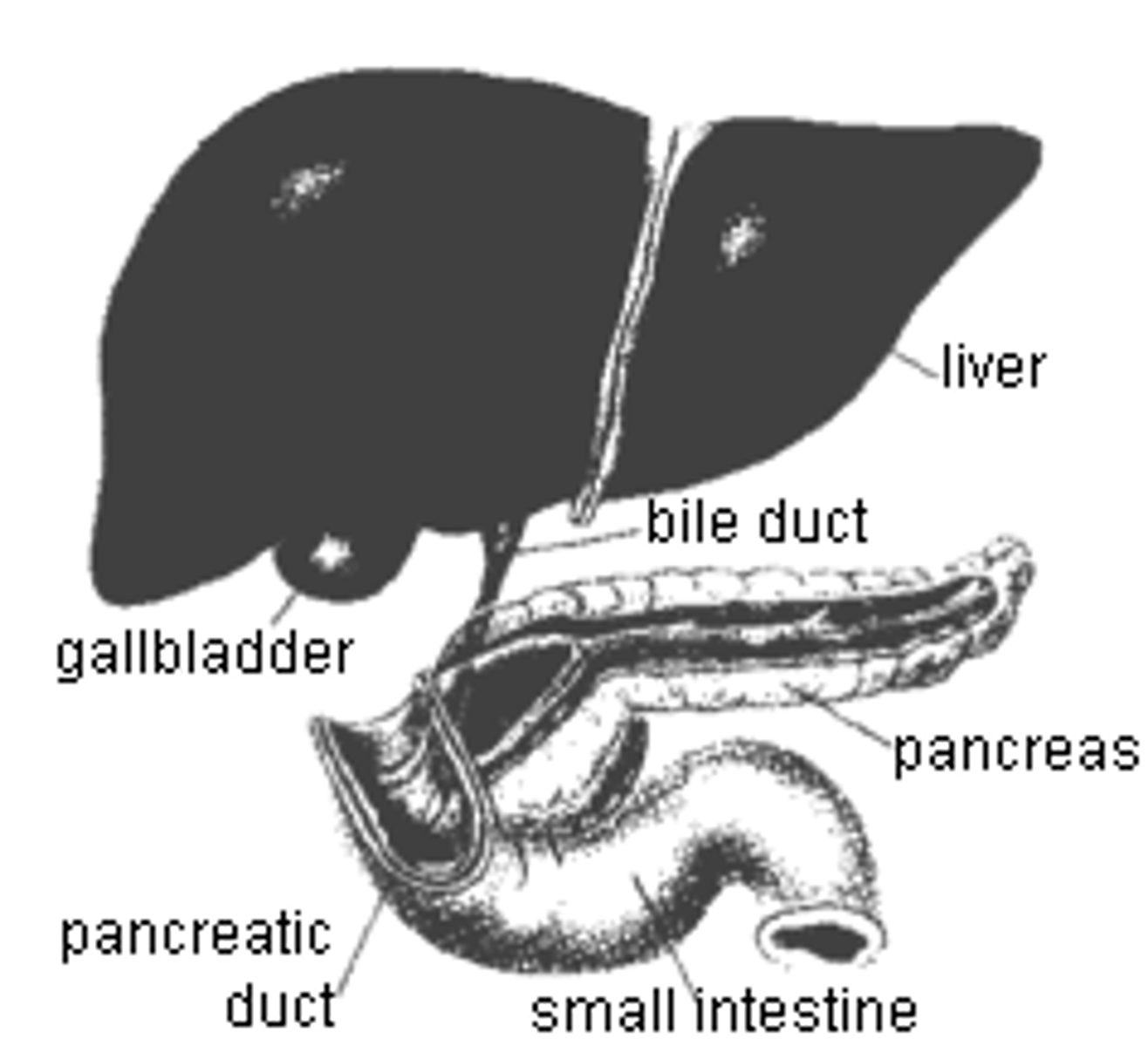 <p>Extends the length of the pancreas</p><p>connects with duodenum at major duodenal papillae</p>