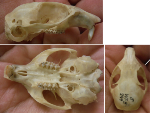 <p>What species?</p>