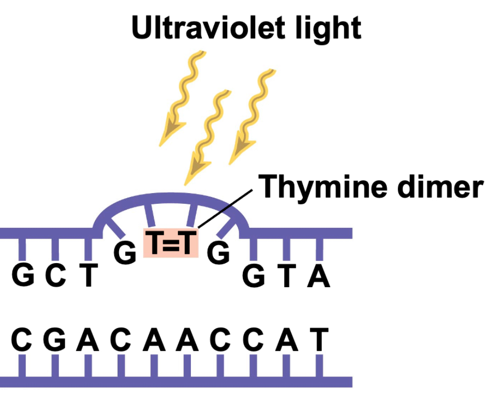 <p>UV light, In most cases, yes, it is repaired via nucleotide excision repair (takes damaged nuclueotides and extras, then resynthesizes the cut out part)</p>