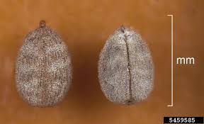 Chamaesyce maculata
