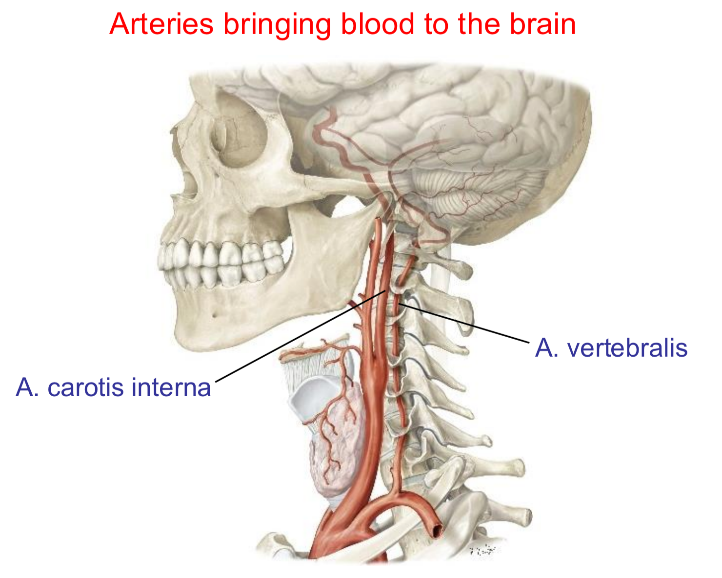 <p></p><p></p><ol><li><p><span style="background-color: oklch(0.9902 0.004 106.47); color: oklch(0.3039 0.04 213.68);"><span>A. carotis internal </span></span></p><ul><li><p>Anterior circulation</p></li><li><p>Supplies the forebrain</p></li></ul></li><li><p><span style="background-color: oklch(0.9902 0.004 106.47); color: oklch(0.3039 0.04 213.68);"><span>A. vertebralis</span></span></p><ul><li><p>Posterior circulation </p></li><li><p>Supplies the hindbrain </p></li></ul></li></ol><p></p>