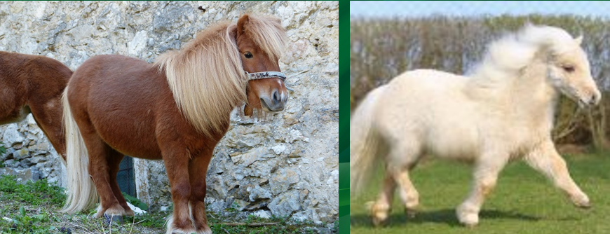 <p>A small breed of pony originating from the Shetland Isles, known for its strength.</p>