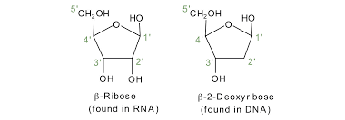 <p>The carbons in a pentose sugar are labeled as 1&apos;, 2&apos;, 3&apos;, 4&apos;, and 5&apos;, with the 1&apos; carbon attached to the nitrogenous base and the 5&apos; carbon attached to the phosphate group.</p>