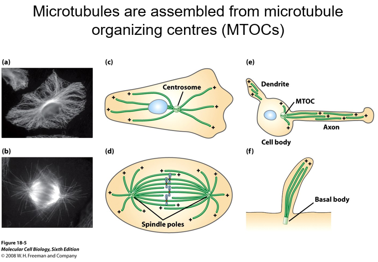 <p>All the negatiive ends are in contact with the centrosome </p>