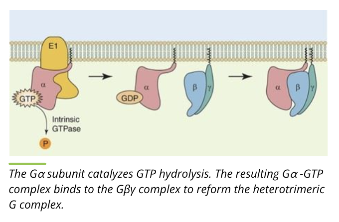 <ul><li><p>the alpha subunit cleaves GTP to form GDP, alpha and beta/gamma subunits bind to reform the heterotrimer</p></li><li><p>this returns the heterotrimeric G protein complex to the inactive form</p></li></ul><p></p>