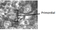 <ul><li><p>1 layer of cell surrounding oocyte</p></li><li><p>Flattened layer of follicular cells surround oocyte.</p></li><li><p>Primordial germ cells (PGC)</p><ul><li><p>Will grow and develop into what is called clusters/nest</p></li></ul></li></ul>