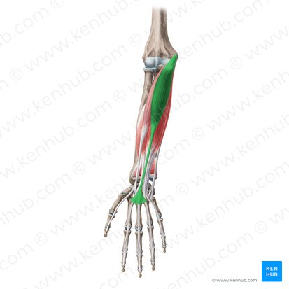 <p>weakly flexes the hand at wrist joint</p>