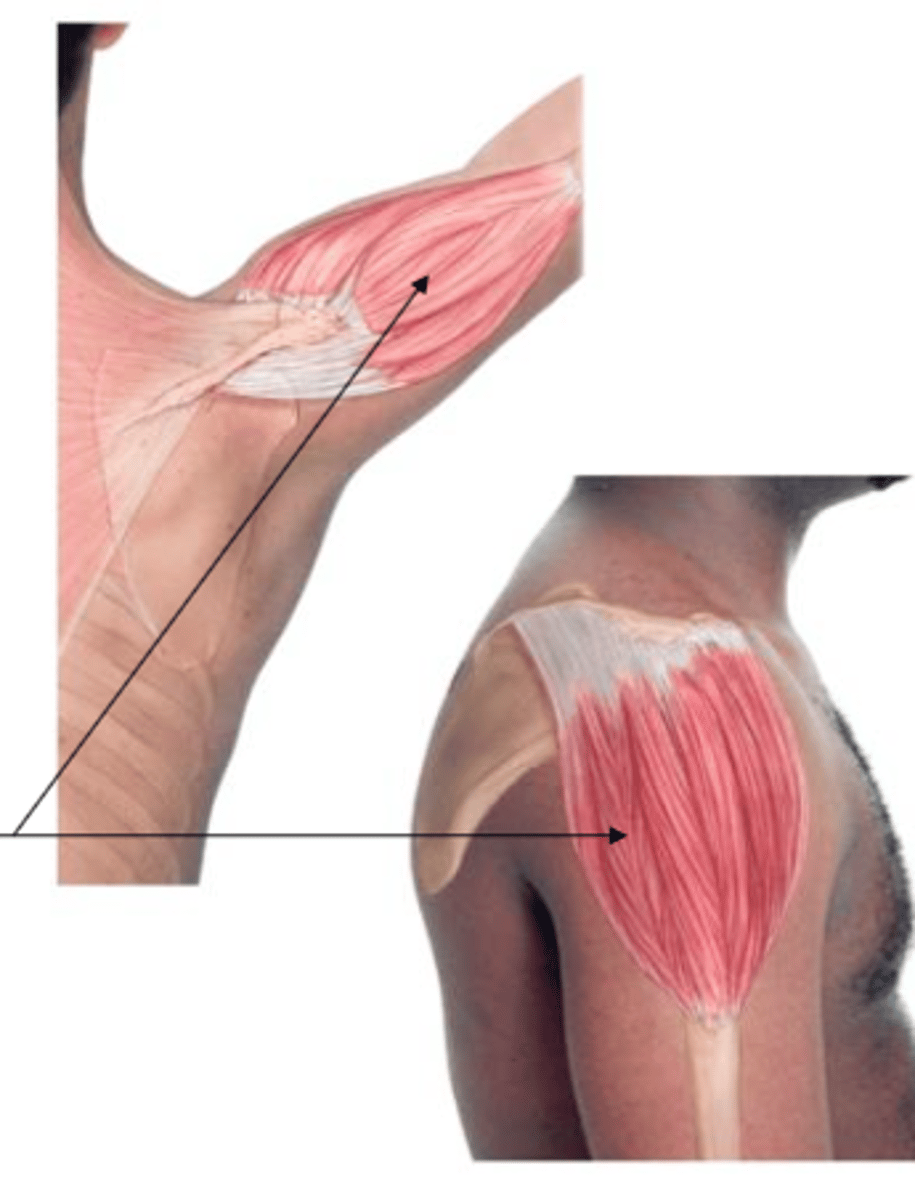 <p>attaches to acromion</p>