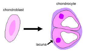cartilage cells 