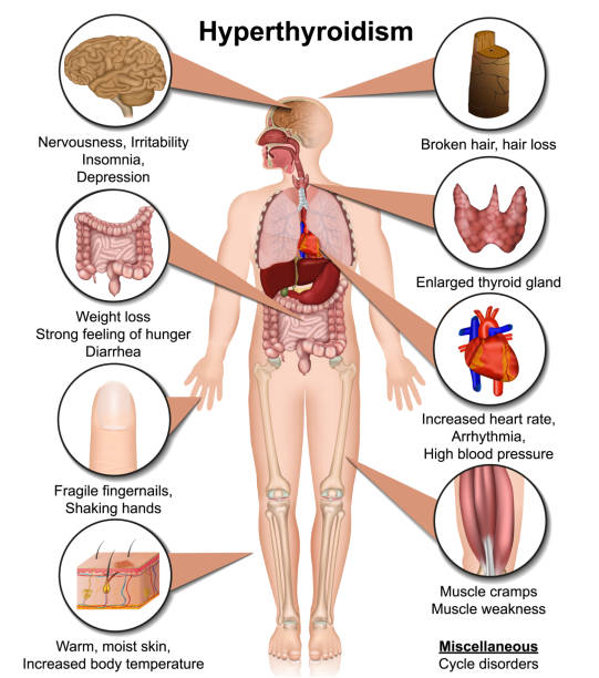 <p>The Nervous System:</p><p>-Is made up of the brain, spinal cord, and nerves (bundles of neurons)</p><p>-Sends electrical impulses through bundles of neurons known as nerves</p><p>-Reaches the effectors which are the muscles or glands (part of the endocrine system)</p><p>-Very fast rate of transmission</p><p>-Effect is short-lasting once the electrical signals stop</p><p></p><p>The Endocrine System:</p><p>-Is made up of glands throughout the body (like the pituitary gland &amp; thyroid gland)</p><p>-Hormones are secreted into the bloodstream</p><p>-Effect is long-lasting, especially for hormones involving growth and reproduction (testosterone and estrogen)</p><p>-Slow speed of transmission</p>