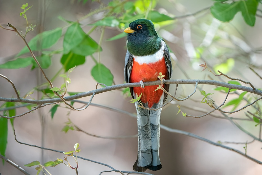 <p>bright colors, very upright stance, black and white go across underside of tail. blue-jay sized and sometimes bigger</p>