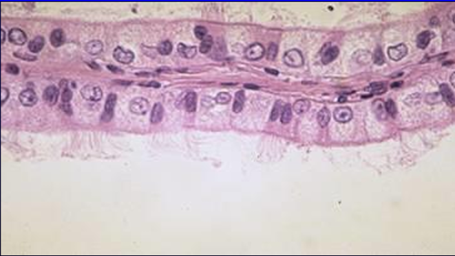 <p>Identify the structure:</p><p>Specie:</p><p>Lining epithelium is composed by:</p>