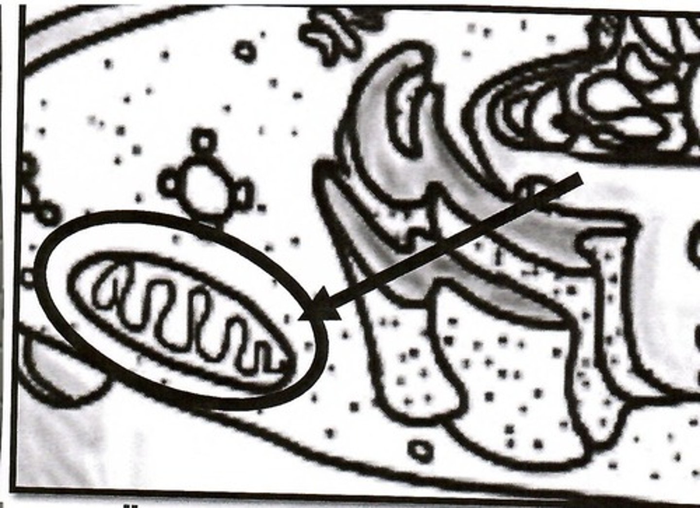 <p>mitochondria</p>