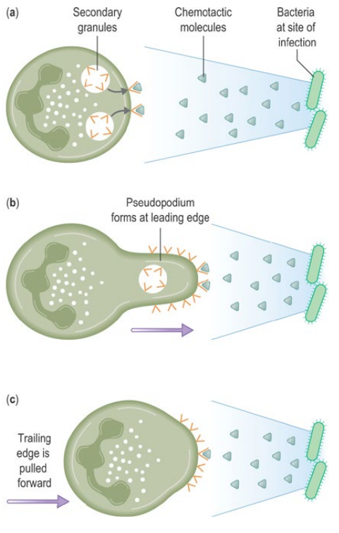 <p>Neutrophils follow <strong>chemotactic gradients</strong> within tissues to reach pathogens<br>Potent chemotactic factors include complement <strong>C5a</strong>, chemokine <strong>CXCL8</strong> (IL-8), bacterial <strong>N-formylated</strong> peptides &amp; leukotriene <strong>LTB4</strong><br>Chemotactic factors bind receptors on one cell edge → <strong>pseudopodium</strong> formation → forward movement</p>