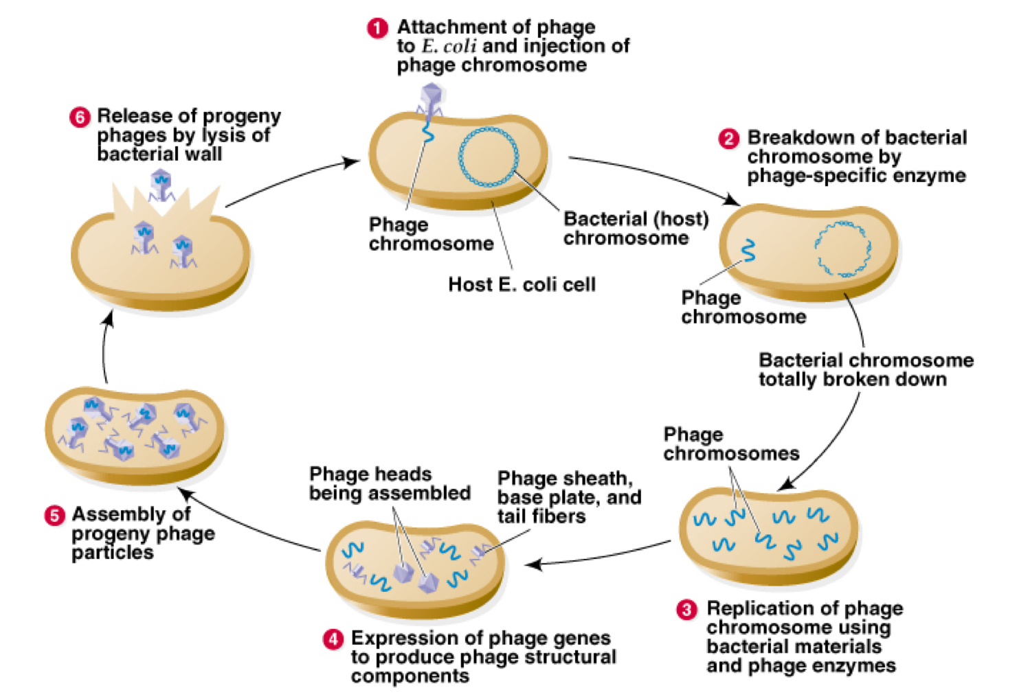 <ol><li><p>Attachment of phage to E.coli and injection of phage chromosome.</p></li><li><p>breakdown of bacterial chromosome by phage-specific enzyme.</p></li><li><p>Replication of phage chromosome using bacterial materials and phage enzymes.</p></li><li><p>Expression of phage genes to produce phage structural components.</p></li><li><p>Assembly of progeny phage particles.</p></li><li><p>Release of progeny phages by lysis of bacterial wall.</p></li></ol><p></p>