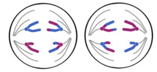 <p>Anaphase II</p>